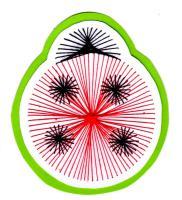 Coccinelle insecte bete bon dieu broderie papier loisir creatif eugenie patron modele rouge