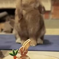 Kit quilling lapin paques