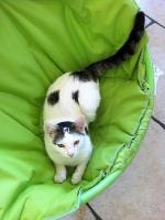 Merlin mon chat 1