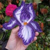 Quilling fleur iris violet bande papier roule paperolles loisirs creatifs eugenie jardin jardinage art fait main